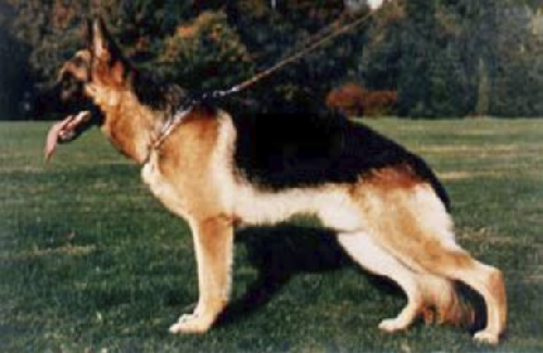German Shepherd