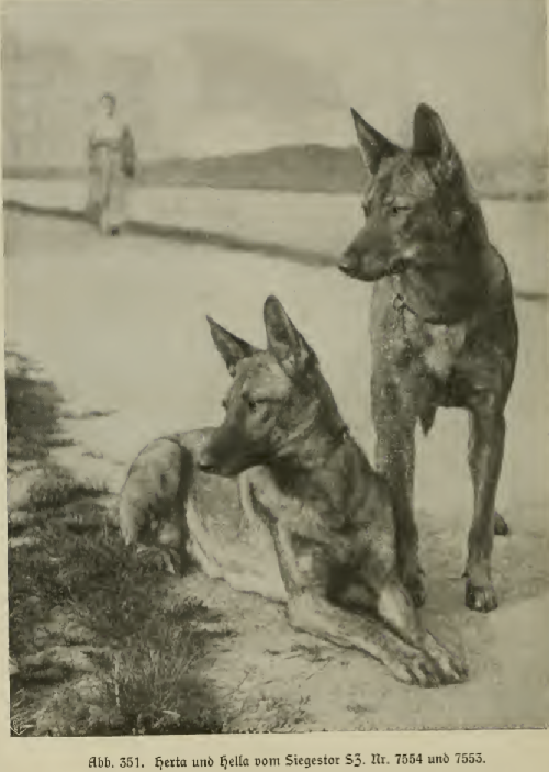 German Shepherd