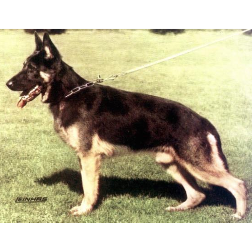 German Shepherd