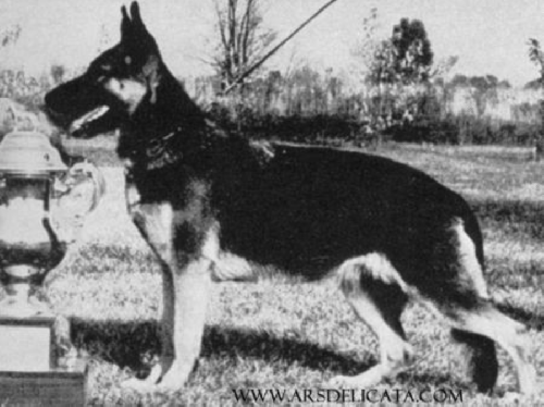 German Shepherd