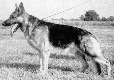 German Shepherd