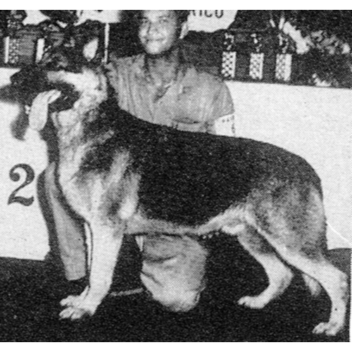 German Shepherd