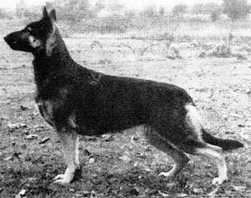 German Shepherd