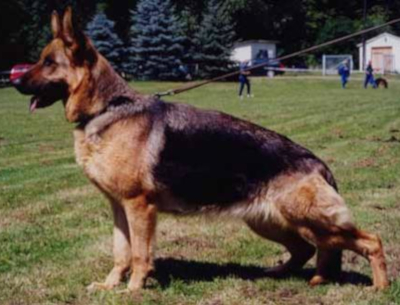 German Shepherd