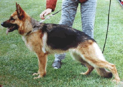 German Shepherd