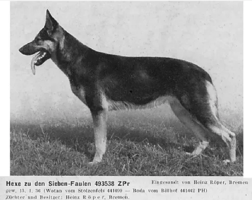 German Shepherd
