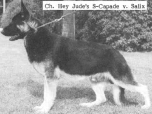 German Shepherd