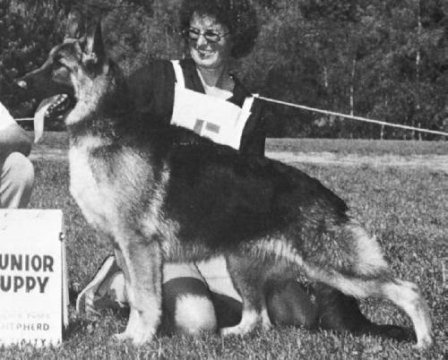 German Shepherd