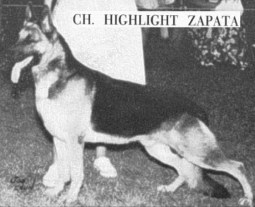 German Shepherd