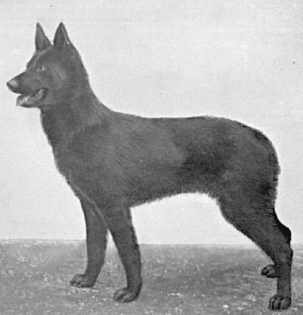 German Shepherd