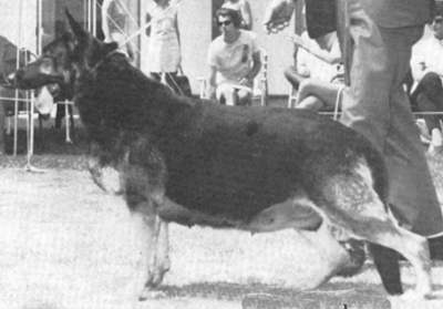 German Shepherd