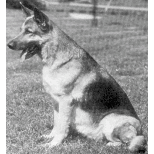 German Shepherd