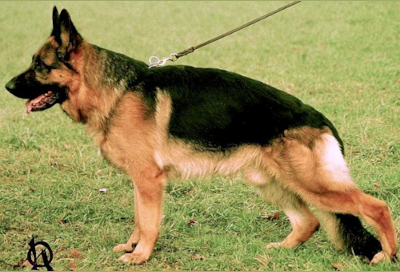 German Shepherd