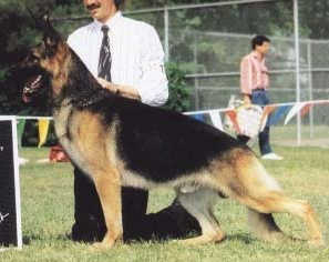 German Shepherd