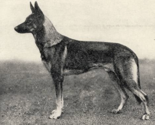 German Shepherd