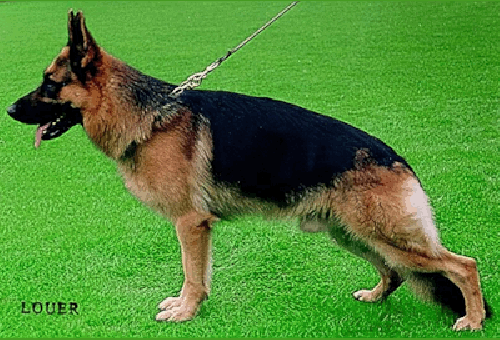 German Shepherd