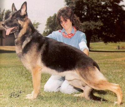 German Shepherd