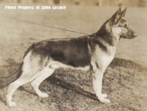 German Shepherd
