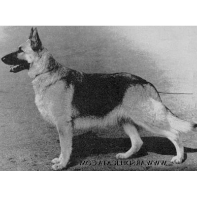 German Shepherd