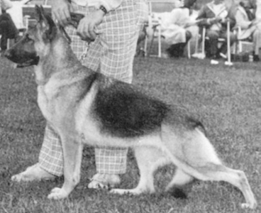 German Shepherd