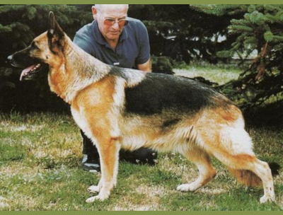 German Shepherd