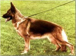 German Shepherd