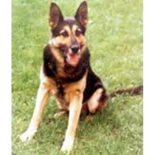 German Shepherd