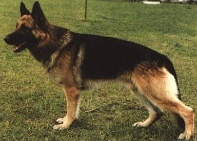 German Shepherd
