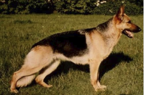 German Shepherd