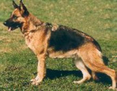 German Shepherd