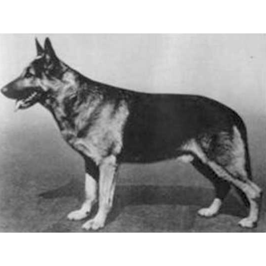 German Shepherd