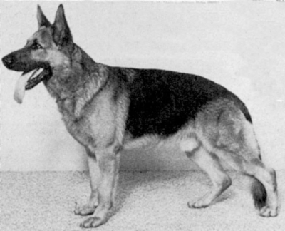 German Shepherd