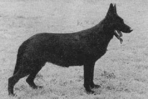 German Shepherd