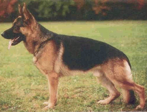German Shepherd