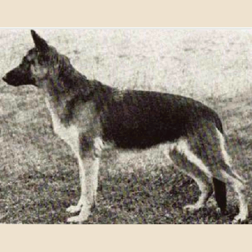 German Shepherd