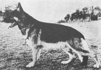 German Shepherd