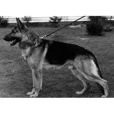 German Shepherd