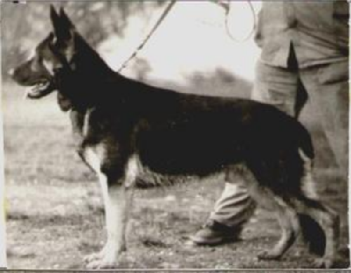 German Shepherd