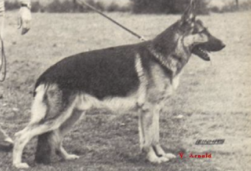 German Shepherd