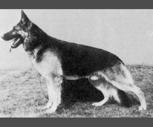 German Shepherd