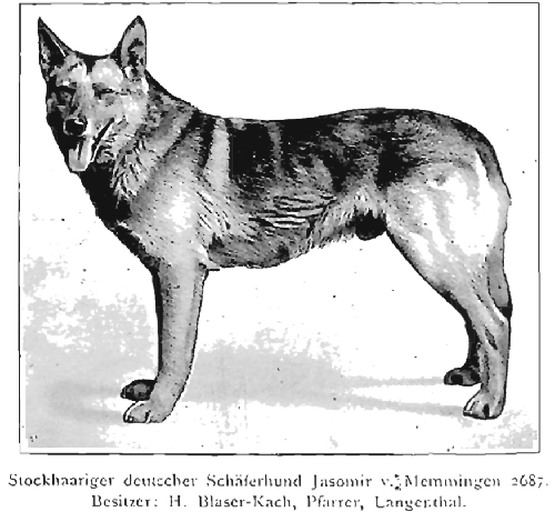 German Shepherd