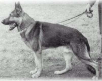 German Shepherd