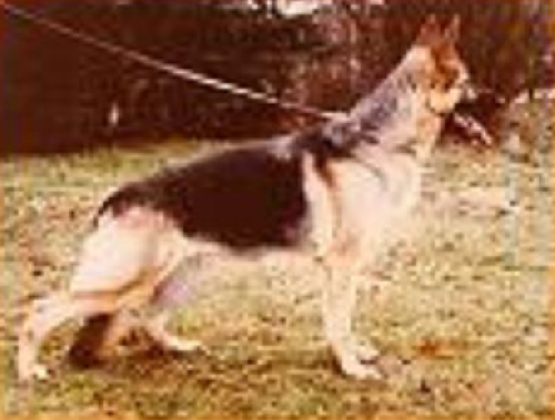 German Shepherd