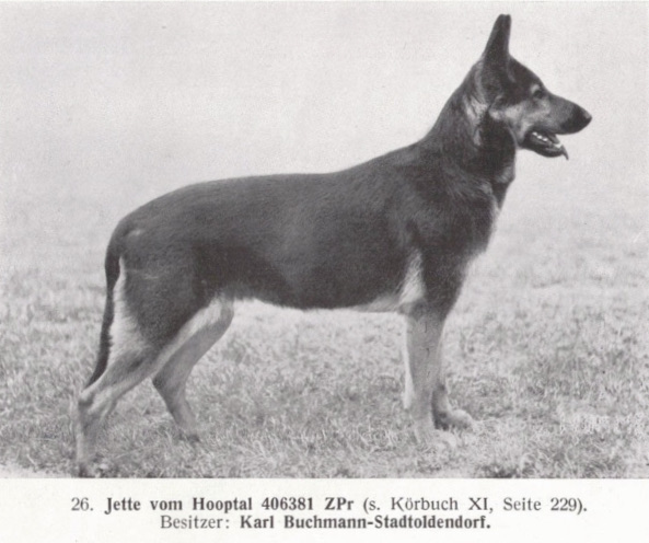 German Shepherd