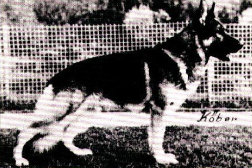 German Shepherd