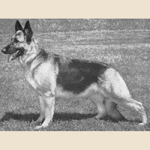 German Shepherd