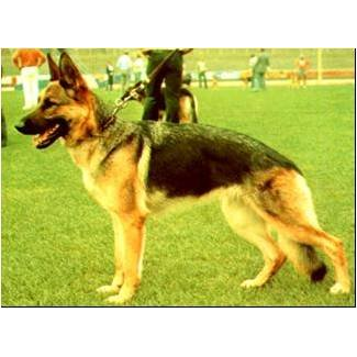 German Shepherd