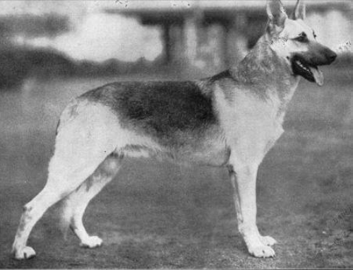 German Shepherd