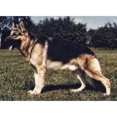 German Shepherd