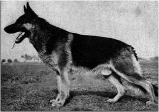 German Shepherd